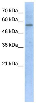 Western blot analysis of extracts of various cell lines, using Fatty Acid Synthase (FASN) antibody (TA376133) at 1:1000 dilution.|Secondary antibody: HRP Goat Anti-Rabbit IgG (H+L) at 1:10000 dilution.|Lysates/proteins: 25ug per lane.|Blocking buffer: 3% nonfat dry milk in TBST.|Detection: ECL Basic Kit .|Exposure time: 1s.