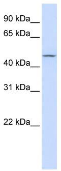 WB Suggested Anti-CHST6 Antibody Titration: 0.2-1 ug/ml; ELISA Titer: 1: 1562500; Positive Control: 293T cell lysate