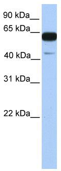 WB Suggested Anti-PWWP2A Antibody Titration: 0.2-1 ug/ml; Positive Control: Human brain