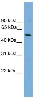 WB Suggested Anti-HLA-F Antibody Titration: 0.2-1 ug/ml; Positive Control: HepG2 cell lysate