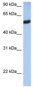 WB Suggested Anti-HLA-F Antibody Titration: 0.2-1 ug/ml; Positive Control: 721_B cell lysate; HLA-F is strongly supported by BioGPS gene expression data to be expressed in Human 721_B cells