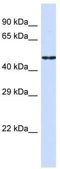 Host: Rabbit; Target Name: CDH19; Sample Tissue: HepG2 Whole Cell lysates; Antibody Dilution: 1.0 ug/ml