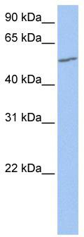 WB Suggested Anti-UGT2A3 Antibody Titration: 0.2-1 ug/ml; Positive Control: 721_B cell lysate