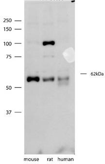 SYT3 antibody - N-terminal region validated by WB using mouse, rat, and human brain lysates at 1 ug/ml.