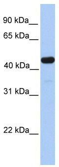 WB Suggested Anti-GAL3ST3 Antibody Titration: 0.2-1 ug/ml; Positive Control: Human Liver