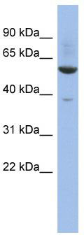 WB Suggested Anti-LOC155060 Antibody Titration: 0.2-1 ug/ml; ELISA Titer: 1: 12500; Positive Control: THP-1 cell lysate