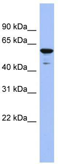 WB Suggested Anti-ZNF391 Antibody Titration: 0.2-1 ug/ml; ELISA Titer: 1: 312500; Positive Control: Human Lung