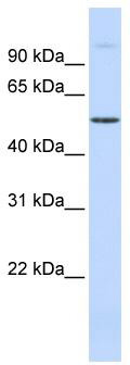 WB Suggested Anti-URI1 Antibody Titration: 0.2-1 ug/ml; Positive Control: Human Muscle