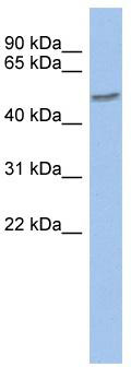 WB Suggested Anti-ZNF565 Antibody Titration: 0.2-1 ug/ml; ELISA Titer: 1: 1562500; Positive Control: Human kidney