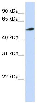 WB Suggested Anti-PYROXD2 Antibody Titration: 0.2-1 ug/ml; ELISA Titer: 1: 312500; Positive Control: Jurkat cell lysate