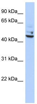 WB Suggested Anti-TP53I13 Antibody Titration: 0.2-1 ug/ml; ELISA Titer: 1: 312500; Positive Control: OVCAR-3 cell lysate