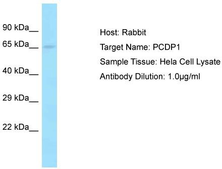 Host: Rabbit; Target Name: PCDP1; Sample Tissue: Hela Whole Cell lysates; Antibody Dilution: 1.0 ug/ml