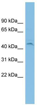 WB Suggested Anti-C19orf55 Antibody Titration: 0.2-1 ug/ml; ELISA Titer: 1: 2500; Positive Control: NCI-H226 cell lysate