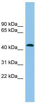 WB Suggested Anti-ACTR1B Antibody Titration: 0.2-1 ug/ml; ELISA Titer: 1: 62500; Positive Control: 293T cell lysateACTR1B is supported by BioGPS gene expression data to be expressed in HEK293T