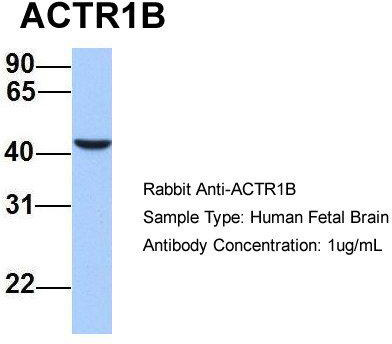 Host: Rabbit; Target Name: ACTR1B; Sample Tissue: Human Fetal Brain; Antibody Dilution: 1.0 ug/ml