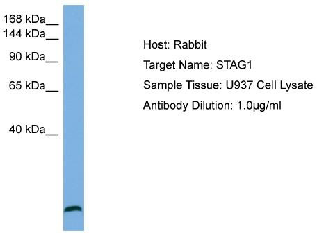 Host: Rabbit; Target Name: STAG1; Sample Tissue: U937 Whole Cell lysates; Antibody Dilution: 1.0 ug/ml