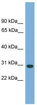 WB Suggested Anti-CA5B Antibody Titration: 0.2-1 ug/ml; ELISA Titer: 1: 1562500; Positive Control: THP-1 cell lysate