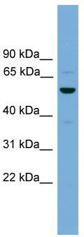 WB Suggested Anti-ASZ1 Antibody; Titration: 1.0 ug/ml; Positive Control: THP-1 Whole Cell