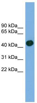WB Suggested Anti-ACTRT1 Antibody Titration: 0.2-1 ug/ml; ELISA Titer: 1: 1562500; Positive Control: 721_B cell lysate