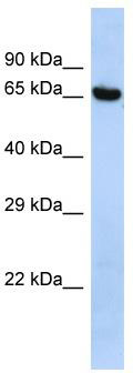 Host: Rabbit; Target Name: LEO1; Sample Tissue: HepG2 Whole cell lysates; Antibody Dilution: 1.0 ug/ml