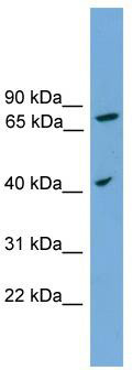 WB Suggested Anti-SPPL3 Antibody Titration: 0.2-1 ug/ml; ELISA Titer: 1: 1562500; Positive Control: A549 cell lysate