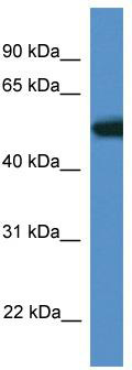 WB Suggested Anti-Tigd4 Antibody; Titration: 1.0 ug/ml; Positive Control: Mouse Heart