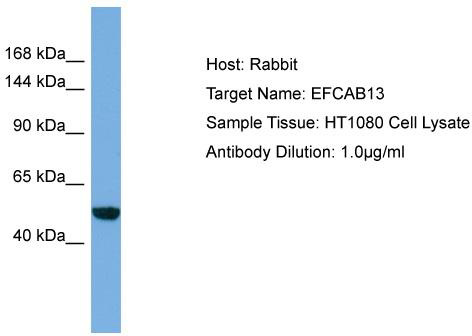 Host: Rabbit; Target Name: EFCAB13; Sample Tissue: HT1080 Whole Cell lysates; Antibody Dilution: 1.0 ug/ml