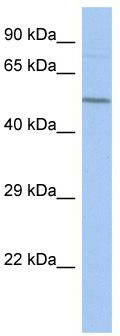 WB Suggested Anti-FBXO39 Antibody Titration: 0.2-1 ug/ml; ELISA Titer: 1: 312500; Positive Control: SH-SYSY cell lysate