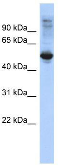 WB Suggested Anti-FBXL16 Antibody Titration: 0.2-1 ug/ml; ELISA Titer: 1: 62500; Positive Control: Hela cell lysate