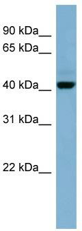 WB Suggested Anti-OSCP1 Antibody Titration: 0.2-1 ug/ml; ELISA Titer: 1: 312500; Positive Control: NCI-H226 cell lysate