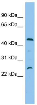 WB Suggested Anti-OSCP1 Antibody Titration: 0.2-1 ug/ml; ELISA Titer: 1: 312500; Positive Control: 721_B cell lysate