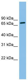 WB Suggested Anti-ODF2 Antibody Titration: 0.2-1 ug/ml; ELISA Titer: 1: 312500; Positive Control: U937 cell lysate