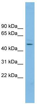 WB Suggested Anti-NKAPL Antibody Titration: 0.2-1 ug/ml; ELISA Titer: 1: 62500; Positive Control: NCI-H226 cell lysate