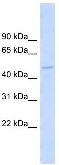 WB Suggested Anti-DBNL Antibody Titration: 0.2-1 ug/ml; Positive Control: Human Muscle