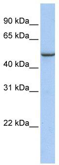 WB Suggested Anti-TMEM184A Antibody Titration: 0.2-1 ug/ml; Positive Control: Human Placenta