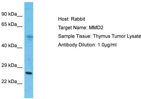 Host: Rabbit; Target Name: MMD2; Sample Tissue: Thymus Tumor lysates; Antibody Dilution: 1.0 ug/ml