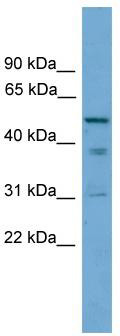 WB Suggested Anti-TINAG Antibody Titration: 0.2-1 ug/ml; Positive Control: PANC1 cell lysate