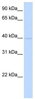 WB Suggested Anti-TMOD2 Antibody Titration: 0.2-1 ug/ml; ELISA Titer: 1: 1562500; Positive Control: Hela cell lysate