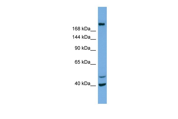 Sample Tissue: NCI-H226 whole cell lysates; Antibody Dilution: 1.0 ug/mL