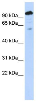 Typical titration curve of α-CGRP in a competitive ELISA with this antibody
