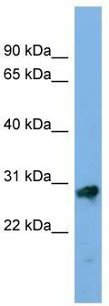 Typical titration curve of Dynorphin B in a competitive ELISA with this antibody
