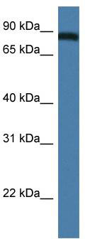 WB Suggested Anti-Traf3ip1 Antibody; Titration: 1.0 ug/ml; Positive Control: Mouse Thymus