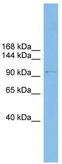 WB Suggested Anti-COPG Antibody Titration: 0.2-1 ug/ml; ELISA Titer: 1: 12500; Positive Control: THP-1 cell lysate