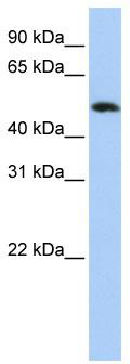 Typical titration curve of Secretin in a competitive ELISA with this antibody