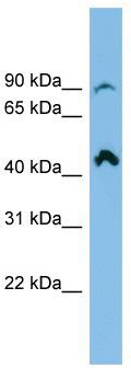Typical titration curve of PACAP-38 in a competitive ELISA with this antibody
