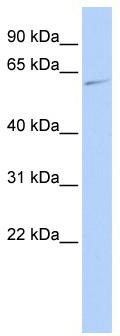 WB Suggested Anti-MAPK15 Antibody Titration: 0.2-1 ug/ml; ELISA Titer: 1: 312500; Positive Control: MCF7 cell lysate