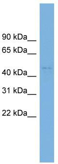 WB Suggested Anti-C10orf30 Antibody Titration: 0.2-1 ug/ml; Positive Control: HT1080 cell lysate