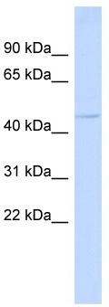 WB Suggested Anti-TRIML2 Antibody Titration: 0.2-1 ug/ml; ELISA Titer: 1:312500; Positive Control: Human Muscle
