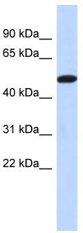 WB Suggested Anti-TRIML2 Antibody Titration: 0.2-1 ug/ml; ELISA Titer: 1:312500; Positive Control: Human Placenta