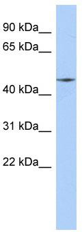 WB Suggested Anti-FAM80A Antibody Titration: 0.2-1 ug/ml; ELISA Titer: 1:312500; Positive Control: MCF7 cell lysate